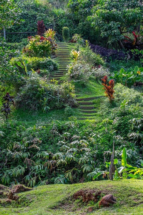 Picture of PRINCEVILLE BOTANICAL GARDEN-PRINCEVILLE-KAUAI-HAWAII