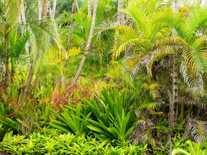 Picture of HAWAII-MAUI-HANA-GARDEN ON THE ROAD TO HANA WITH PALMS AND BROMIDE PLANTS
