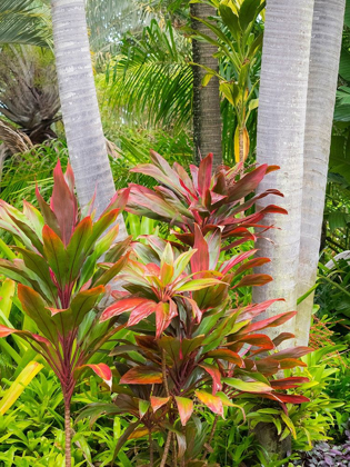 Picture of HAWAII-MAUI-GARDEN ON THE ROAD TO HANA WITH PALMS AND TEA PLANTS