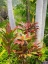Picture of HAWAII-MAUI-GARDEN ON THE ROAD TO HANA WITH PALMS AND TEA PLANTS
