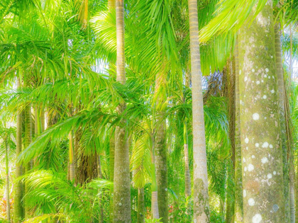 Picture of HAWAII-MAUI-ROAD TO HANA AND THE LUSH TROPICAL PALM TREES