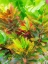 Picture of HAWAII-MAUI-KIHEI-CROTON TROPICAL AND COLORFUL LEAF PLANT