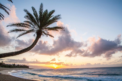 Picture of HAWAII-OAHU-NORTH SHORE AT SUNSET AND PALM TREE