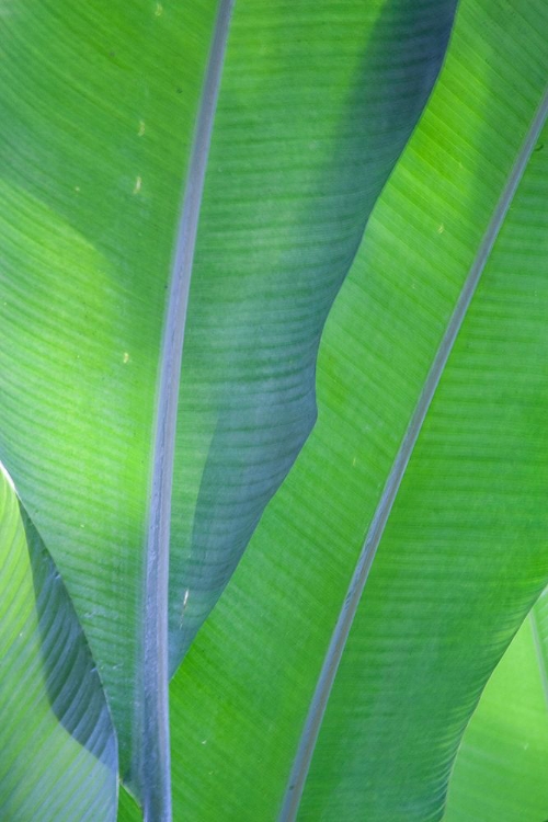 Picture of HAWAII-KAUAI-BANANA LEAVES