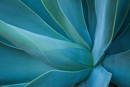 Picture of HAWAII-MAUI-KULA-AGAVE PLANT DESIGN