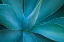 Picture of HAWAII-MAUI-KULA-AGAVE PLANT DESIGN