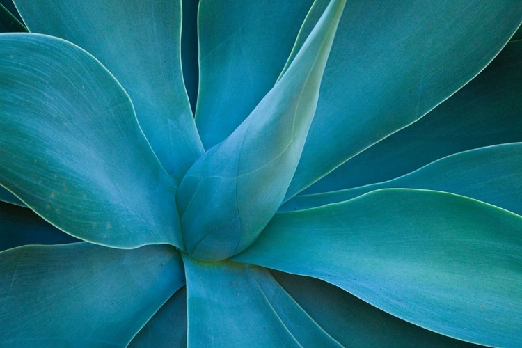 Picture of HAWAII-MAUI-KULA-AGAVE PLANT DESIGN