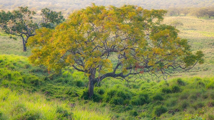 Picture of HAWAII-MAUI-KULA UPCOUNTRY LONE TREE