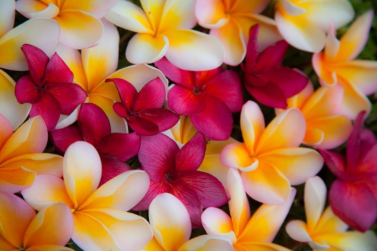 Picture of HAWAII-MAUI-KAPALUA COLORFUL PLUMERIA FALLEN BLOOMS