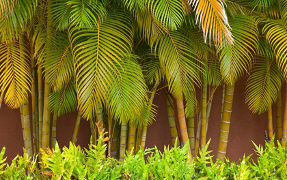 Picture of HAWAII-MAUI-KIHEI-PALM TREES GROWING ALONG WALL