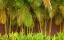 Picture of HAWAII-MAUI-KIHEI-PALM TREES GROWING ALONG WALL