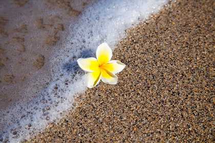 Picture of HAWAII-MAUI-KIHEI BEACH WITH FALLEN PLUMERIA BLOOM SURFLINE