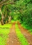 Picture of HAWAII-KAUAI-GRAVEL TREE LINED ROAD