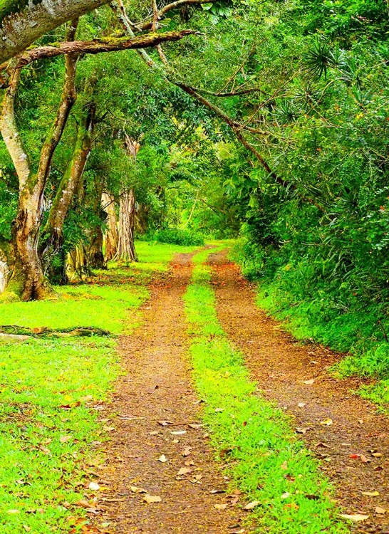 Picture of HAWAII-KAUAI-GRAVEL TREE LINED ROAD