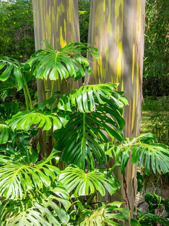 Picture of HAWAII-MAUI-UP COUNTRY-KULA-KULA BOTANICAL GARDENS WITH RAINBOW EUCALYPTUS TREES