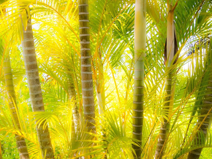 Picture of HAWAII-MAUI-UP COUNTRY-KULA-KULA BOTANICAL GARDENS WITH SMALL TROPICAL PALM TREES