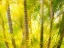 Picture of HAWAII-MAUI-UP COUNTRY-KULA-KULA BOTANICAL GARDENS WITH SMALL TROPICAL PALM TREES