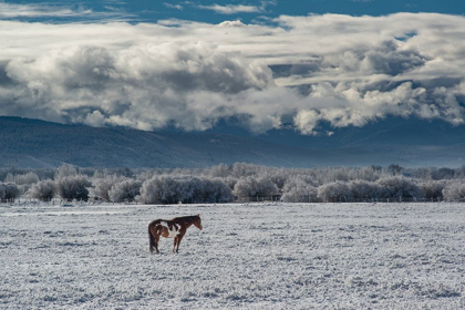 Picture of HORSE GRAZING IN WINTER WITH BIGHOLE MOUNTAINS IN THE DISTANCE-TETON VALLEY-IDAHO