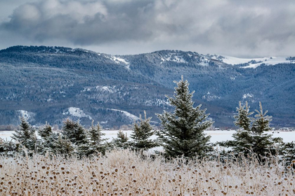 Picture of EVERGREEN TREES IN WINTER WITH TETON MOUNTAINS IN DISTANCE-DRIGGS-IDAHO