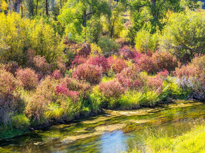 Picture of IDAHO-SWAN VALLEY ALONG THE SNAKE RIVER DOGWOOD AND COTTONWOODS IN FALL COLORS