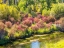 Picture of IDAHO-SWAN VALLEY ALONG THE SNAKE RIVER DOGWOOD AND COTTONWOODS IN FALL COLORS
