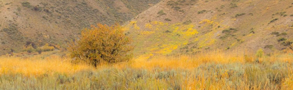 Picture of IDAHO-HIGHWAY 89-MONTPELIER-LONE TREE GOLDEN AUTUMN COLORS