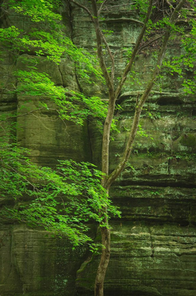 Picture of KASKASKIA CANYON-STARVED ROCK STATE PARK-LASALLE COUNTY-ILLINOIS
