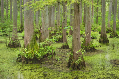 Picture of CYPRESS TREES IN HERON POND-CACHE RIVER STATE NATURAL AREA-ILLINOIS