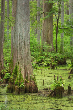 Picture of CYPRESS TREES IN HERON POND-CACHE RIVER STATE NATURAL AREA-ILLINOIS