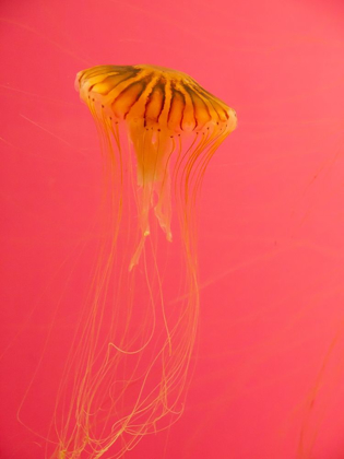 Picture of JELLYFISH-SHEDD AQUARIUM-CHICAGO-ILLINOIS-USA