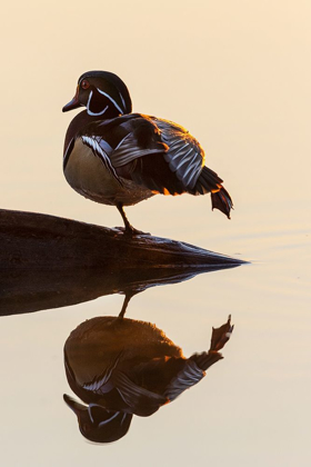 Picture of WOOD DUCK (AIX SPONSA) MALE ON LOG STRETCHING IN WETLAND AT SUNRISE-MARION COUNTY-ILLINOIS