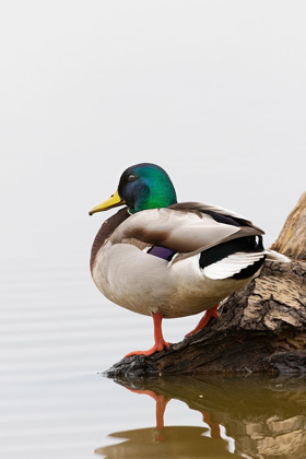 Picture of MALLARD (ANAS PLATYRHYNCHOS) MALE ON LOG IN WETLAND-MARION COUNTY-ILLINOIS