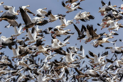 Picture of SNOW GEESE (ANSER CAERULESCENS) IN FLIGHT-MARION COUNTY-ILLINOIS