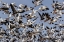 Picture of SNOW GEESE (ANSER CAERULESCENS) IN FLIGHT-MARION COUNTY-ILLINOIS