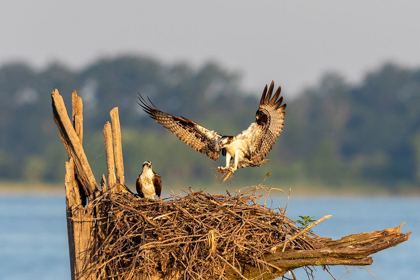 Picture of OSPREY (PANDION HALIAETUS) LANDING AT NEST REND LAKE JEFFERSON COUNTY-ILLINOIS