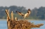 Picture of OSPREY (PANDION HALIAETUS) LANDING AT NEST REND LAKE JEFFERSON COUNTY-ILLINOIS