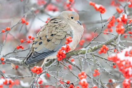 Picture of MOURNING DOVE (ZENAIDA MACROURA) IN WINTERBERRY BUSH-MARION COUNTY-ILLINOIS