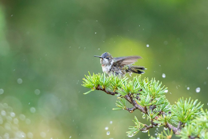 Picture of RUBY-THROATED HUMMINGBIRD BATHING IN SPRINKLER-MARION COUNTY-ILLINOIS