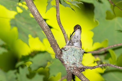 Picture of RUBY-THROATED HUMMINGBIRD FEMALE FEEDING YOUNG AT NEST-MARION COUNTY-ILLINOIS
