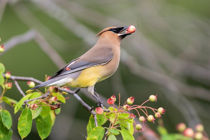 Picture of CEDAR WAXWING EATING BERRY IN SERVICEBERRY BUSH (AMELANCHIER CANADENSIS)-MARION COUNTY-ILLINOIS