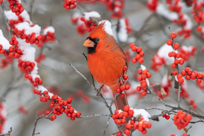 Picture of NORTHERN CARDINAL MALE IN WINTERBERRY BUSH IN WINTER-MARION COUNTY-ILLINOIS