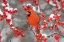 Picture of NORTHERN CARDINAL MALE IN WINTERBERRY BUSH IN WINTER-MARION COUNTY-ILLINOIS