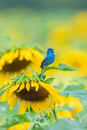 Picture of INDIGO BUNTING MALE SINGING ON SUNFLOWER SAM PARR STATE PARK JASPER COUNTY-ILLINOIS