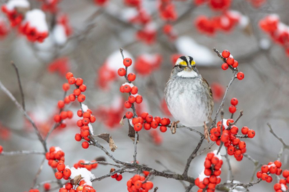 Picture of WHITE-THROATED SPARROW IN WINTERBERRY BUSH IN WINTER-MARION COUNTY-ILLINOIS