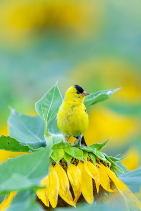 Picture of AMERICAN GOLDFINCH MALE ON SUNFLOWER SAM PARR ST PK JASPER COUNTY-ILLINOIS