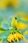 Picture of AMERICAN GOLDFINCH MALE ON SUNFLOWER SAM PARR ST PK JASPER COUNTY-ILLINOIS