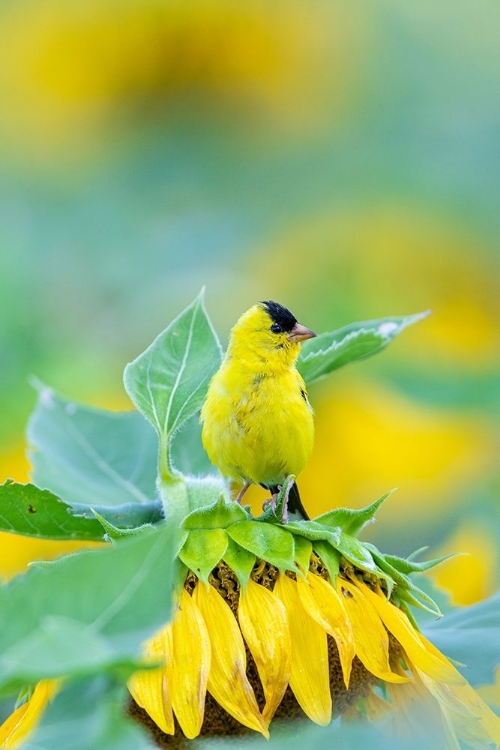 Picture of AMERICAN GOLDFINCH MALE ON SUNFLOWER SAM PARR ST PK JASPER COUNTY-ILLINOIS