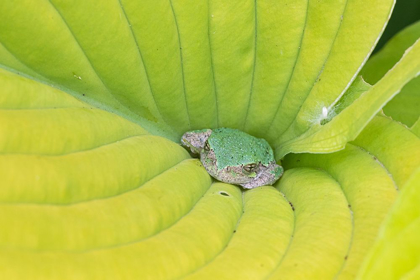 Picture of GRAY TREEFROG (HYLA VERSICOLOR) IN HOSTA LEAF-MARION COUNTY-ILLINOIS