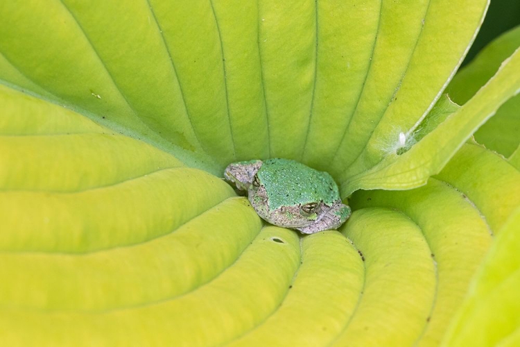 Picture of GRAY TREEFROG (HYLA VERSICOLOR) IN HOSTA LEAF-MARION COUNTY-ILLINOIS