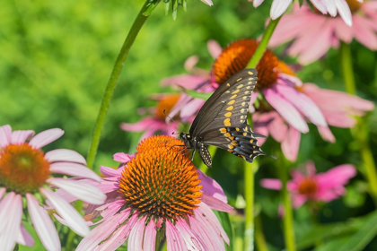 Picture of BLACK SWALLOWTAIL MALE ON PURPLE CONEFLOWER -MARION COUNTY-ILLINOIS